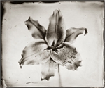 Collodion Wet Plate Ambrotype Tintype 027